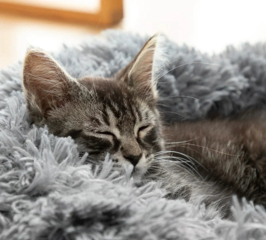 Kuscheliges Wolken-Hundebett.